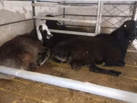 公羊, Sheep — 照片 3