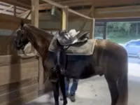 حصان, Rocky Mountain Horse — الصورة 7