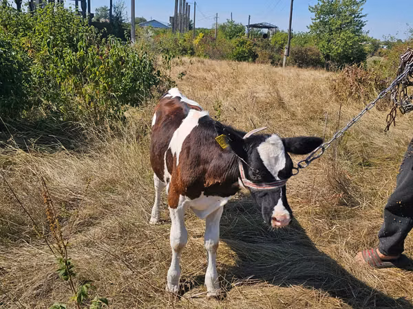 雄牛, Simmental cattle