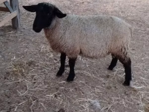 Ram, White Suffolk sheep — Hungary