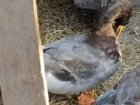 Ducks — foto 1
