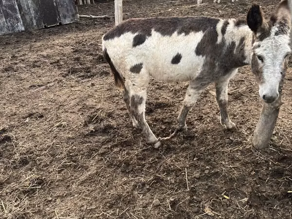 Horse (M), Horses