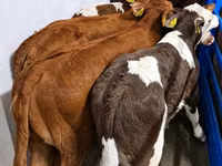 گاو و گوساله (گروه، جنسیت مشخص نشده), Simmental cattle — عکس 1