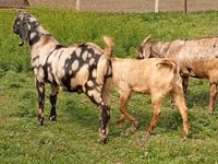 تيس, Nubian Goat — الصورة 2