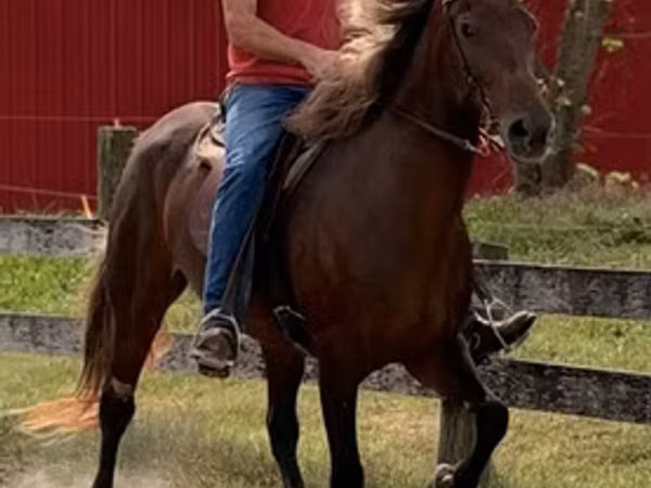 Mare, Rocky Mountain Horse