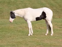 Horse (M), American paint horse — photo 2