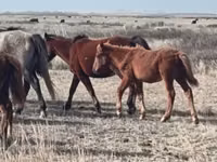 ሴት ፈረስ, Horses — ፎቶ 2