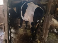 Корова, Russian Black pied cattle — фото 2