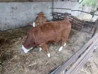 母牛, Simmental cattle — 照片 6