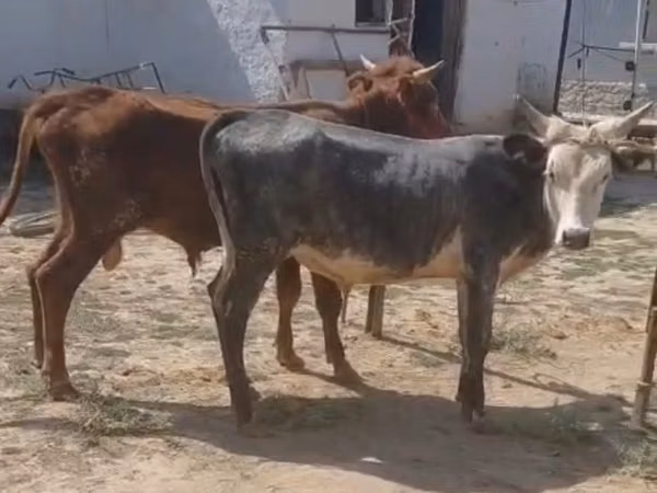 公牛, Cattle — 哈萨克斯坦