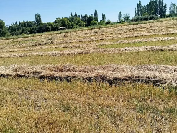 Продаётся 238 тюков клевера и разнотравья. Самовывоз с поля. Цена