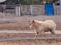 แพะตัวผู้, Saanen goat — รูปภาพ 1