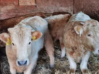 Bull, Simmental cattle — photo 3