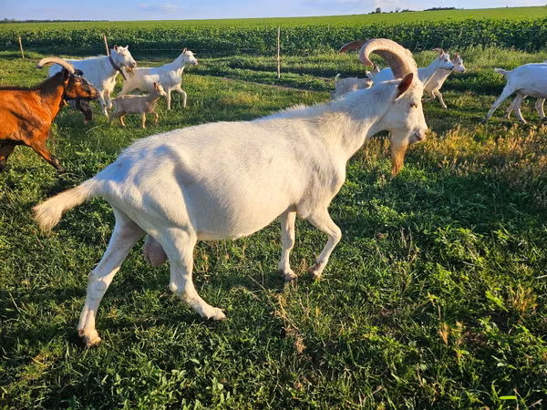 Goat, Saanen goat