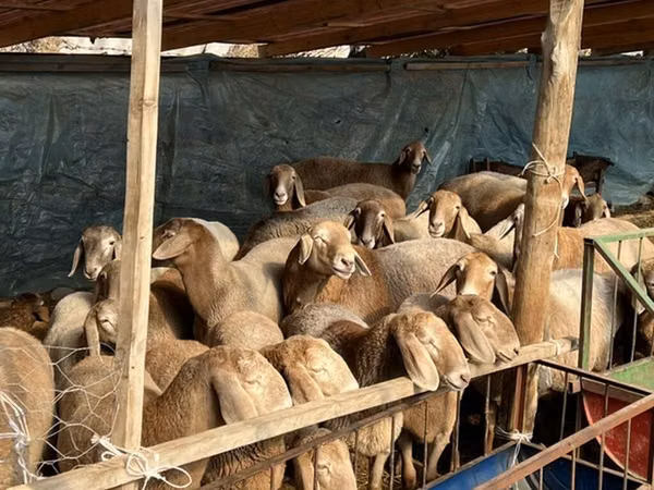 Biri-biri betina, Tian-Shan semifinewool sheep