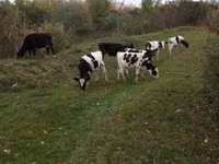 Bull, Russian Black pied cattle — photo 1