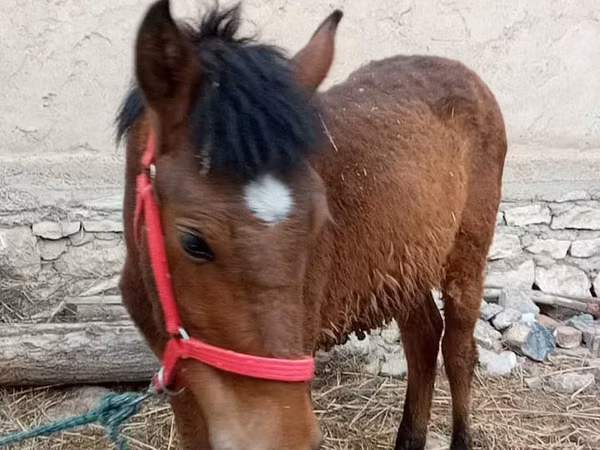 Kůň, Koně — Uzbekistán