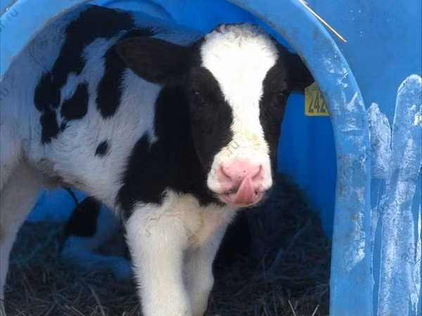 Banteng, Holstein breed — Rusia