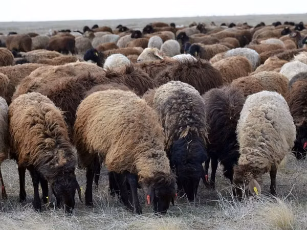 Ram, Sheep — Kazakhstan