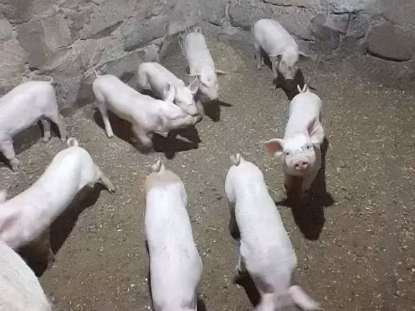 แม่สุกร, หมู — อาร์เมเนีย