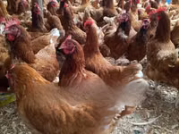 Chickens — foto 3