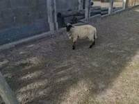 قوچ, White Suffolk sheep — عکس 1
