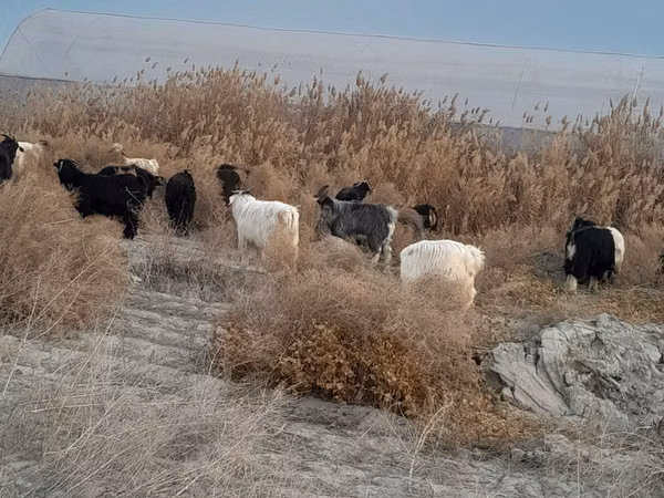 بز ماده, بز