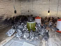 Chickens — foto 2