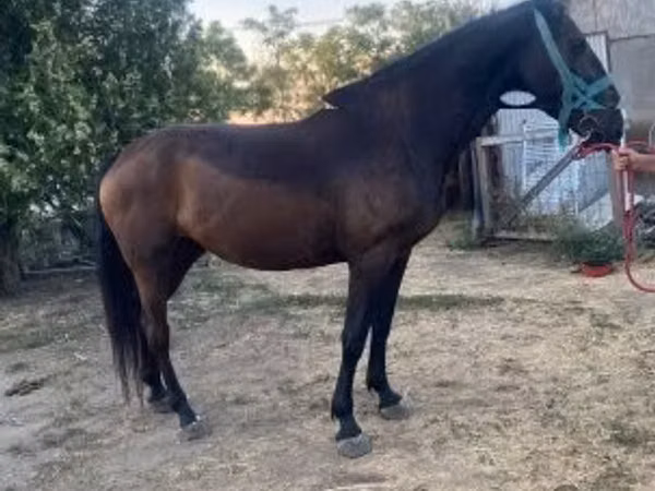 Cavalla, Nonius horse — Ungheria