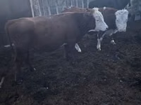 Toro, Hereford — foto 1