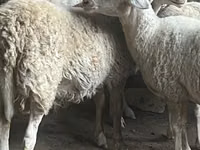 Vædder, Assaf sheep — foto 2