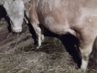 Krava, Simmental cattle — foto 1