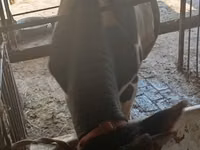 سانڈ, Russian Black pied cattle — تصویر 4