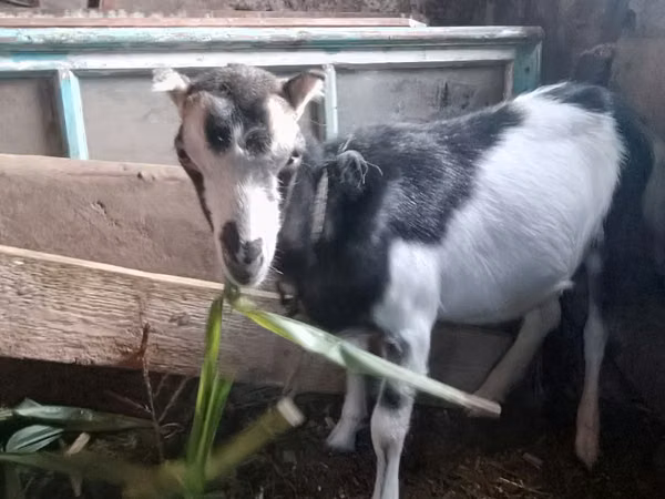 Goat, Goats — Moldova