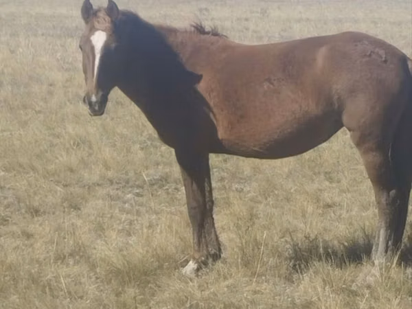 Faras dhaddig, Kazakh horse — Kasaakhistaan