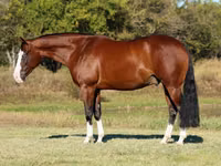 Άλογο, Quarter Horse — φωτογραφία 2