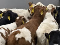 İribuynuzlu mal-qara (partiya, cinsi göstərilməyib), Simmental cattle — foto 1