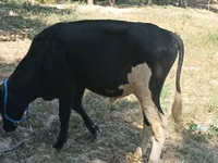 公牛, Cattle — 照片 3