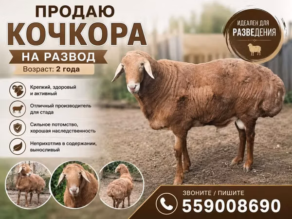 Ram, Rhon sheep — Kyrgyzstan