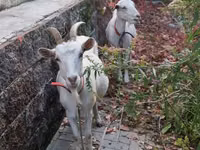 Goat, Goats — photo 7