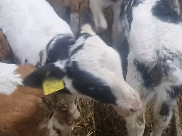 Cattle (batch, sex not specified), Limousin cow