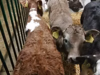 Үхэр (бүлэг, хүйс заагаагүй), Russian Black pied cattle — 7 зураг