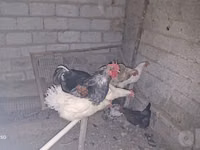 Chickens — photo 2