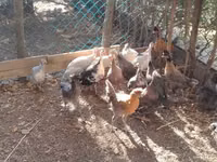 Guinea fowl — عکس 1