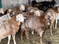 公羊, Sheep — 照片 1