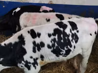 सांड, Simmental cattle — फ़ोटो 5