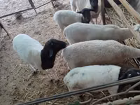 Ram, Dorper sheep — photo 2