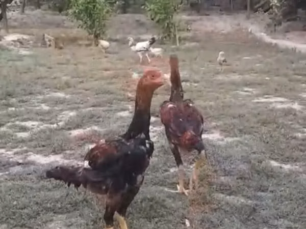 Malay Game — Azerbaijan