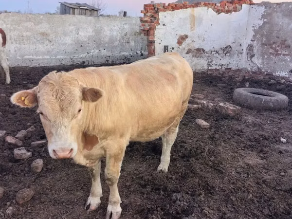Bull, Swiss cattle — Kazakhstan