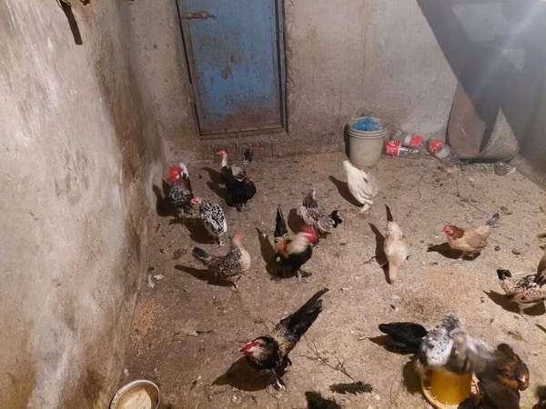 Yapon Bantam